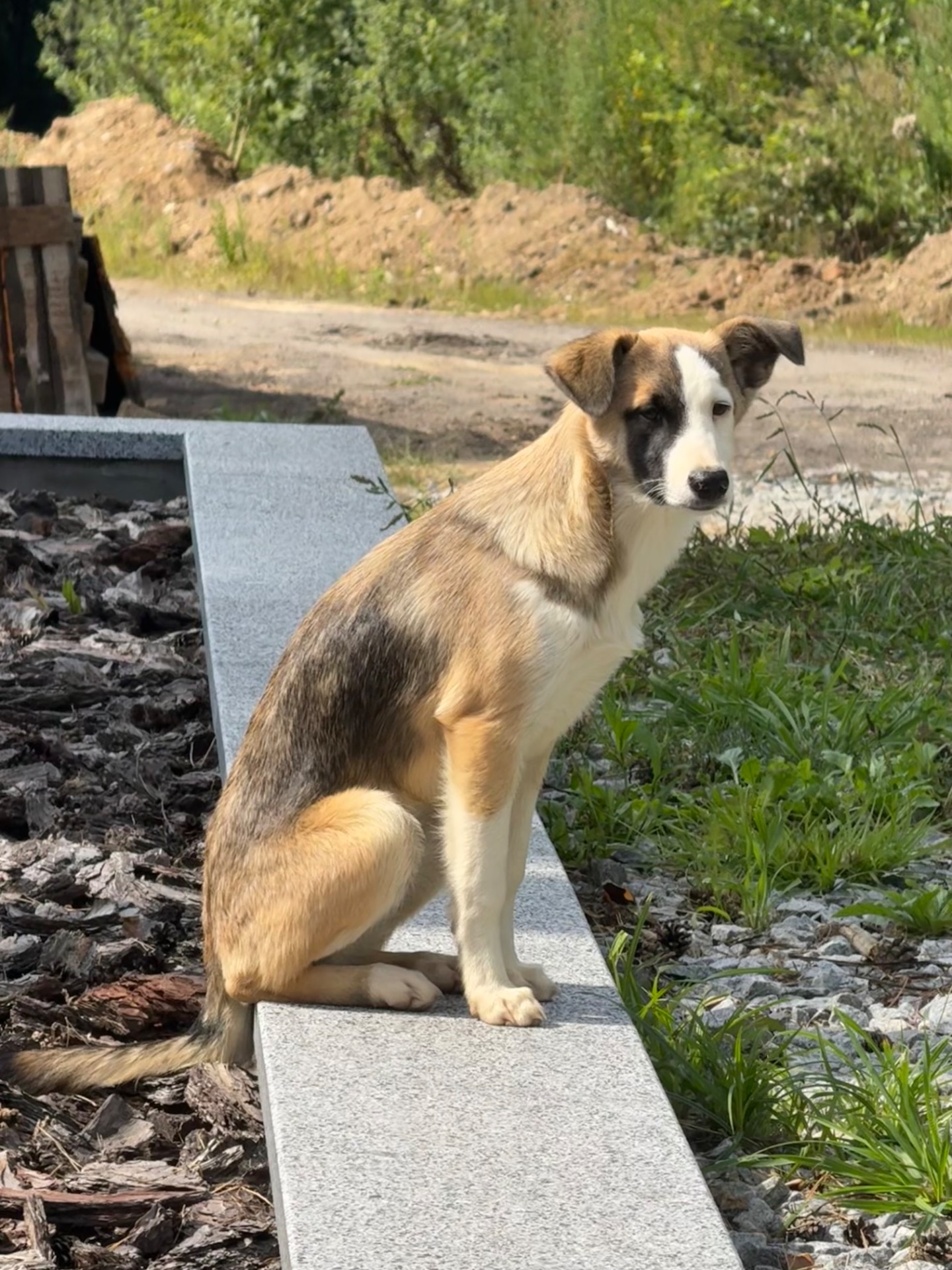 ТЕРМІНОВО Дівчинка метис Вінга шукає дім