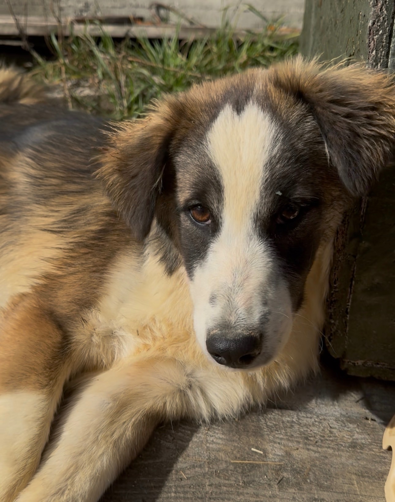 ТЕРМІНОВО Хлопчик метис Олівер шукає дім