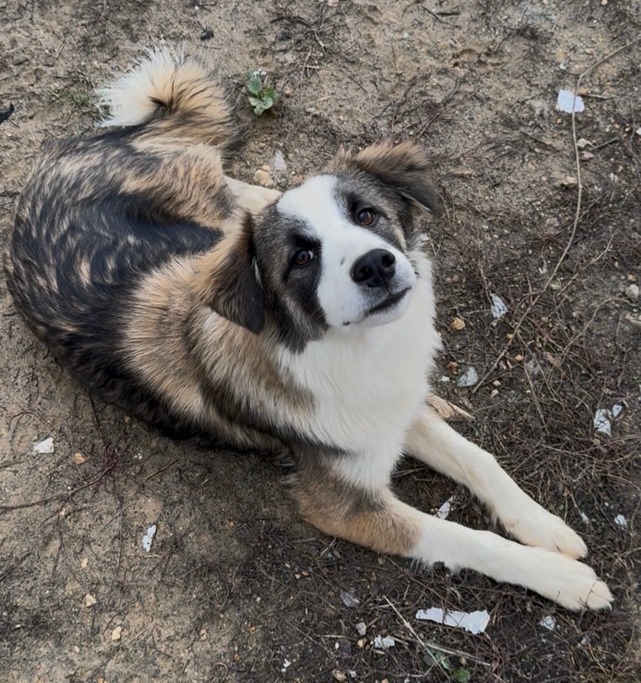 ТЕРМІНОВО Хлопчик метис Олівер шукає дім