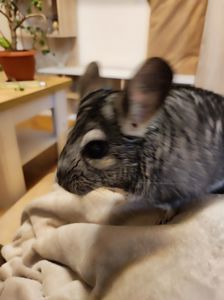 Продам самця шиншили