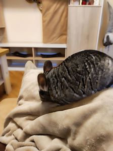 Продам самця шиншили