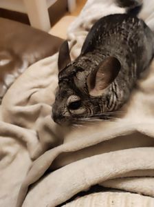 Продам самця шиншили