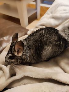 Продам самця шиншили