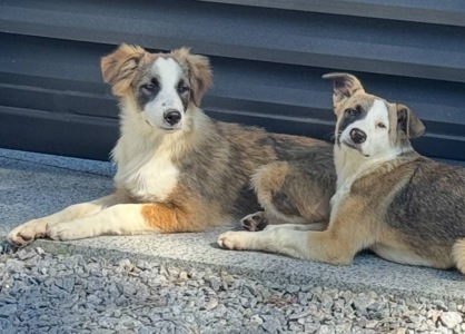 ТЕРМІНОВО Хлопчик метис Олівер шукає дім
