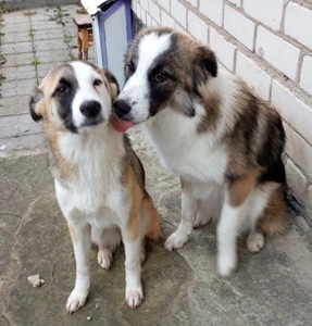 ТЕРМІНОВО Дівчинка метис Вінга шукає дім