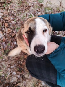 ТЕРМІНОВО Дівчинка метис Вінга шукає дім