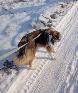 ТЕРМІНОВО Хлопчик метис Олівер шукає дім