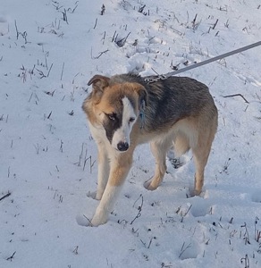 ТЕРМІНОВО Дівчинка метис Вінга шукає дім