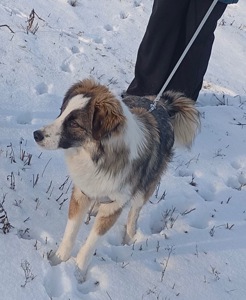 ТЕРМІНОВО Хлопчик метис Олівер шукає дім