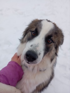 ТЕРМІНОВО Хлопчик метис Олівер шукає дім
