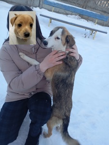 ТЕРМІНОВО Дівчинка метис Вінга шукає дім