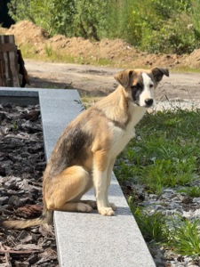 ТЕРМІНОВО Дівчинка метис Вінга шукає дім