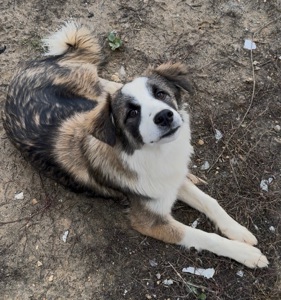 ТЕРМІНОВО Хлопчик метис Олівер шукає дім