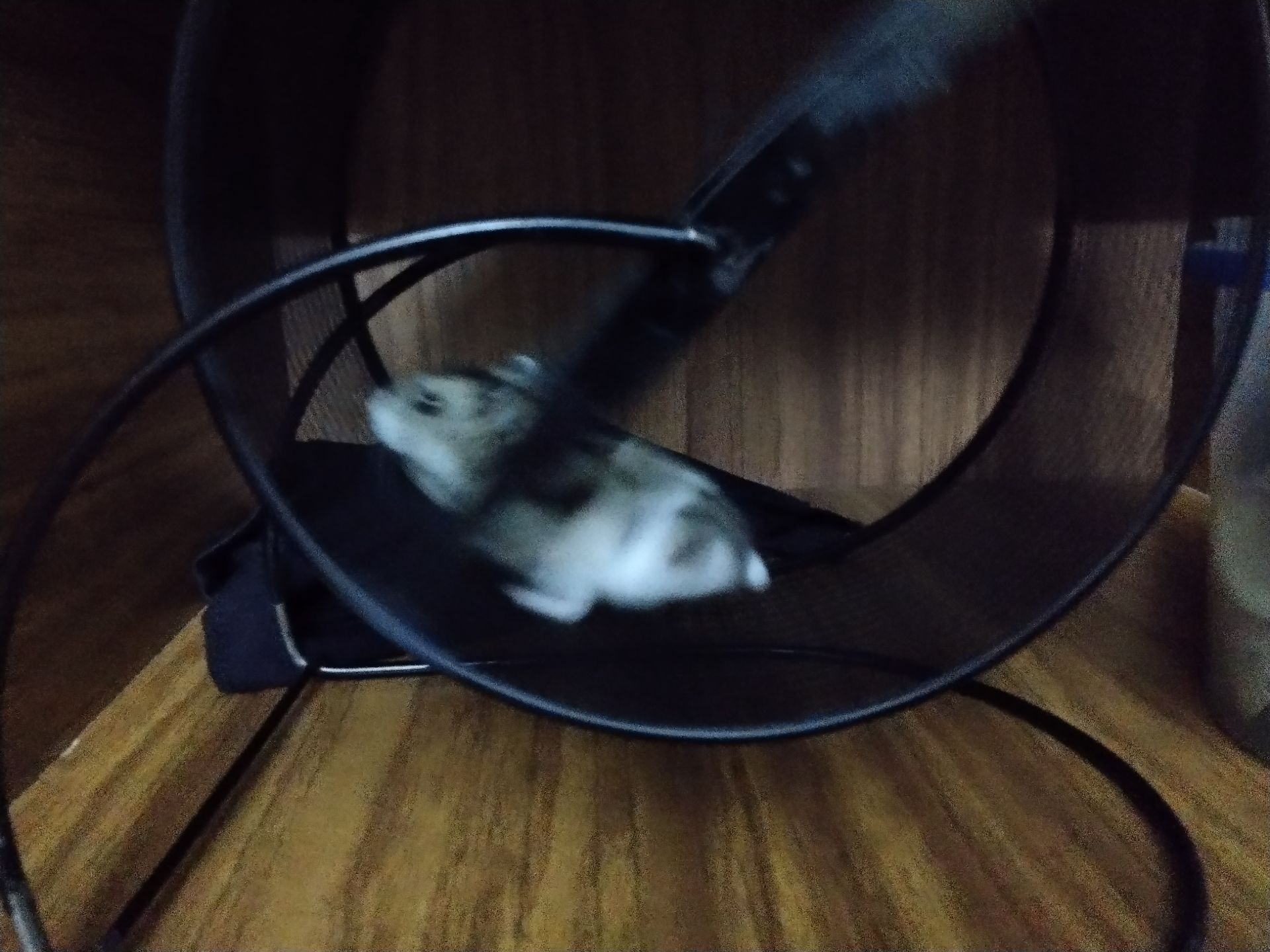 Надія Карпюк