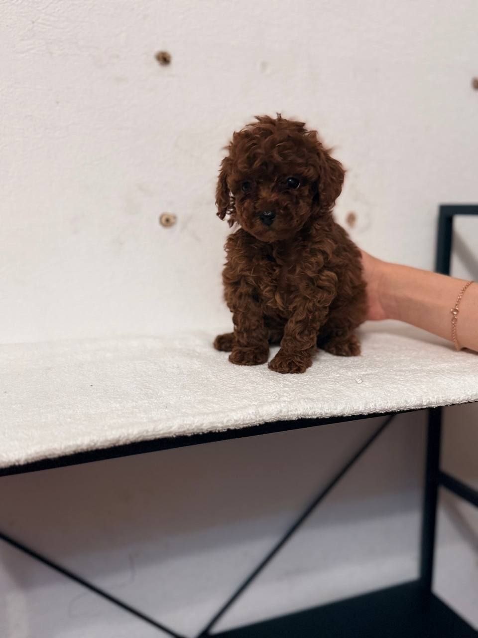 Продам милих цуценят той пуделя