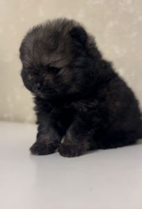 Щенки Померанского шпица