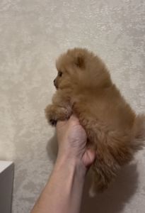 Щенки Померанского шпица