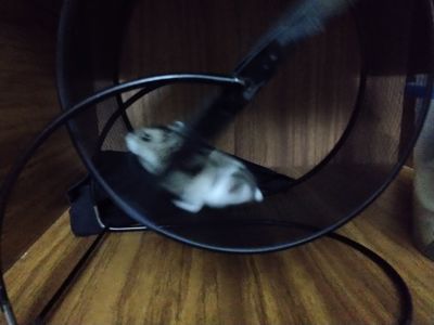 Надія Карпюк