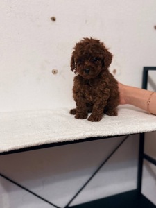 Продам милих цуценят той пуделя