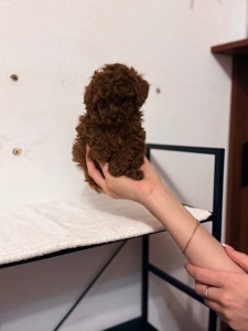 Продам милих цуценят той пуделя