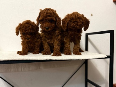 Продам милих цуценят той пуделя