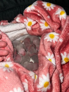 Малюки фретки, тхорики