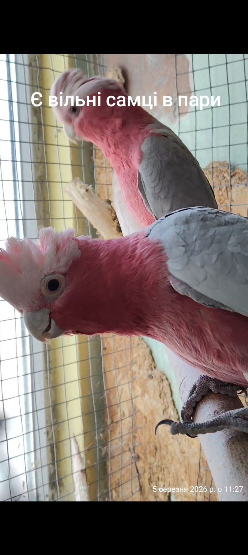 Самець Рожевий какаду