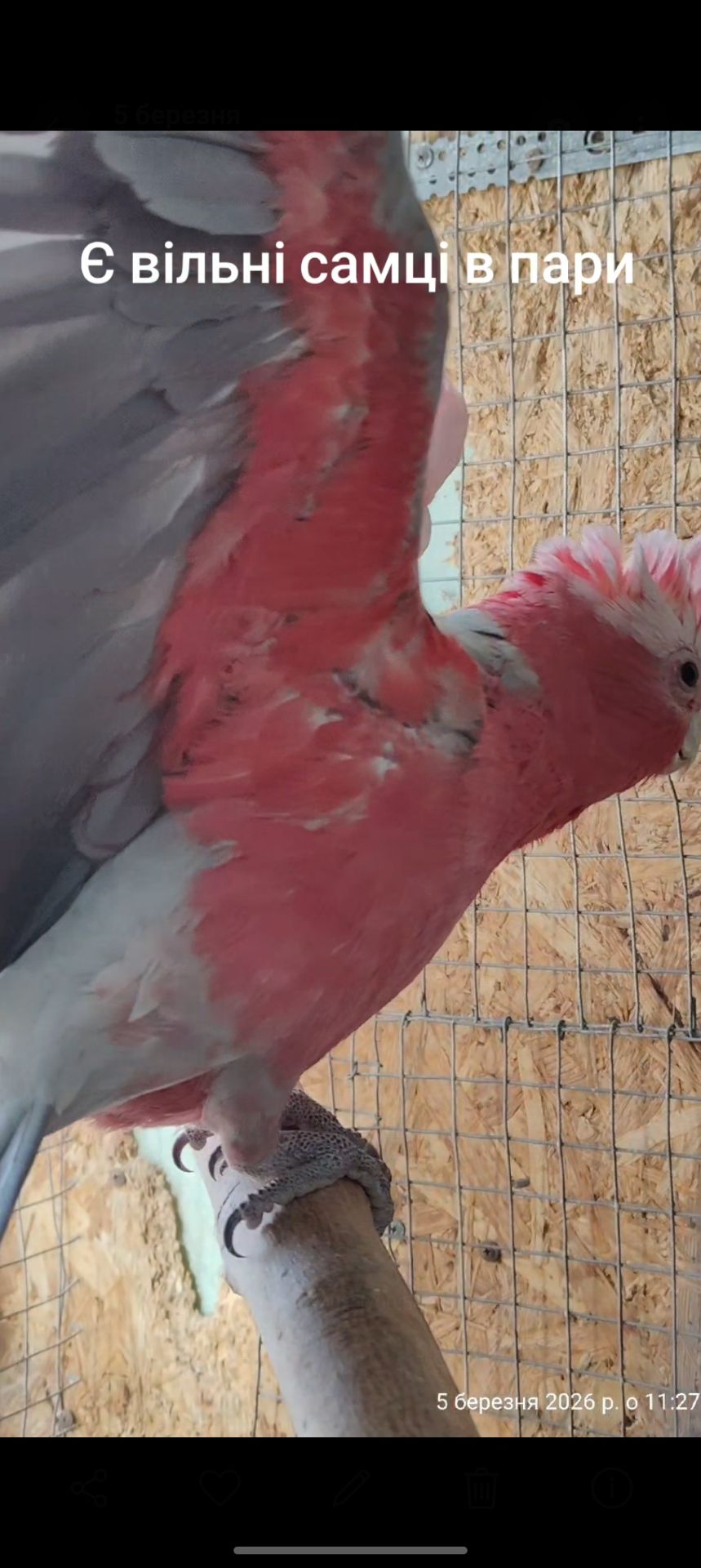 Самець Рожевий какаду