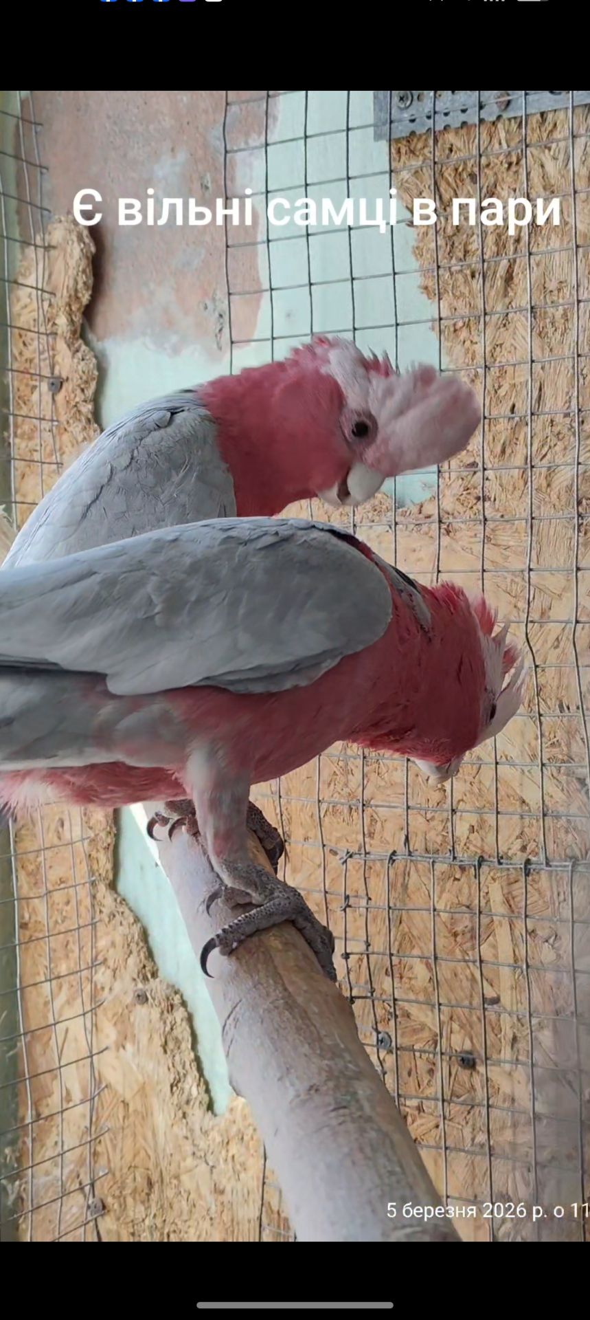 Самець Рожевий какаду