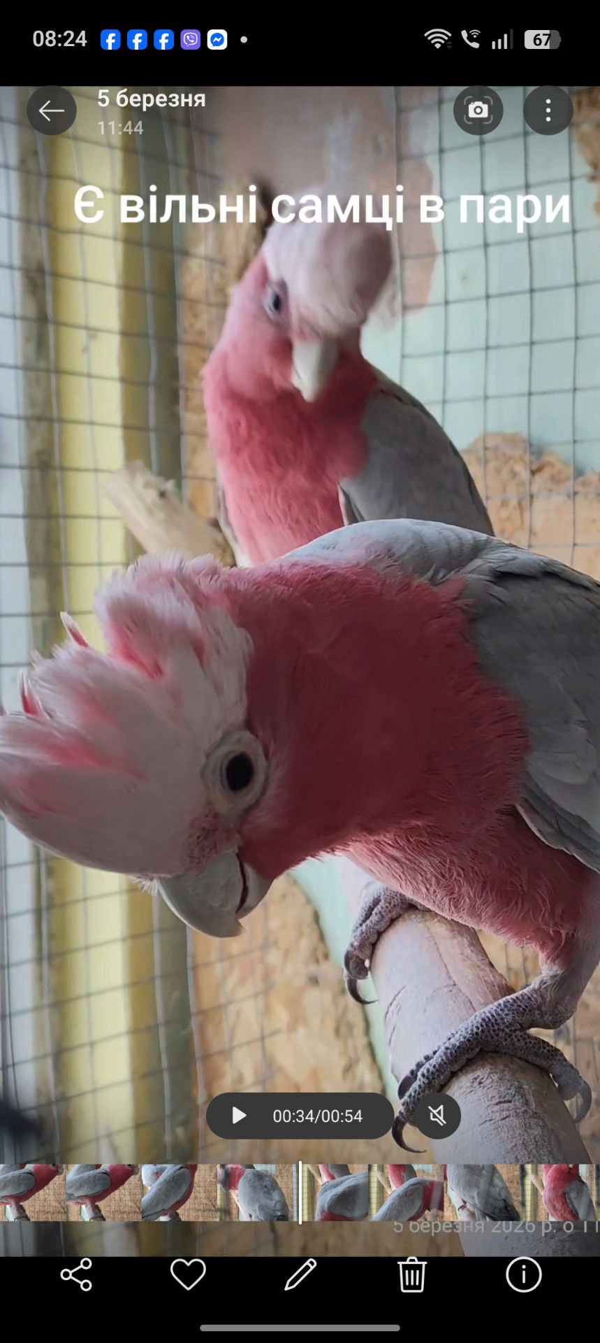 Самець Рожевий какаду