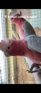 Самець Рожевий какаду