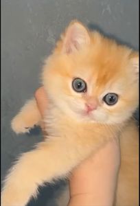 Кошенята шотландська "Золота шиншилла"