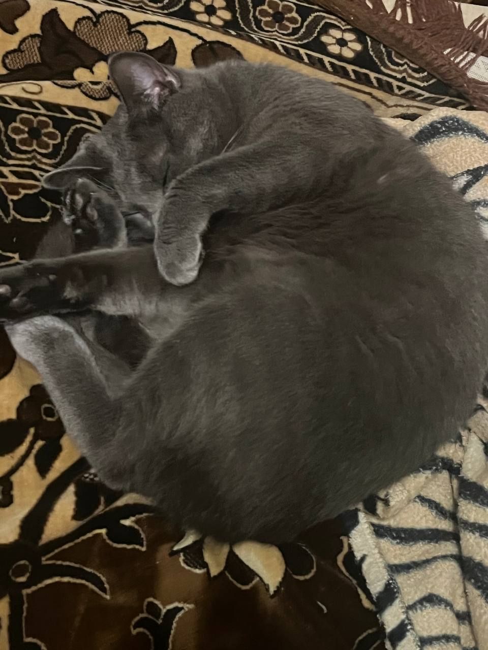 Віддам у добрі руки котика