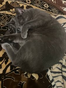 Віддам у добрі руки котика