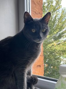 Віддам у добрі руки котика