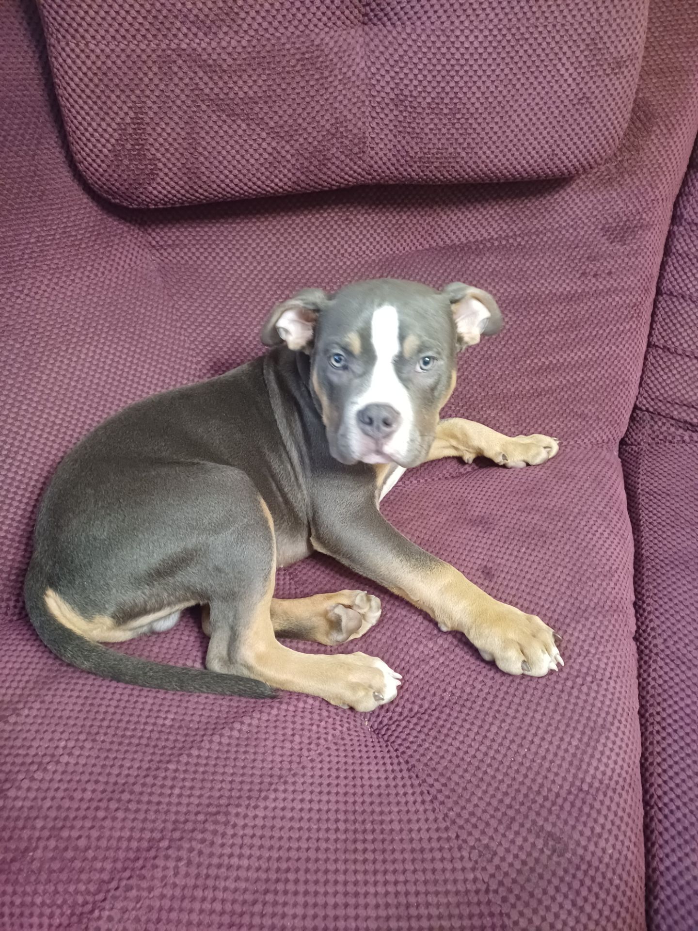 Продам ам.буллі