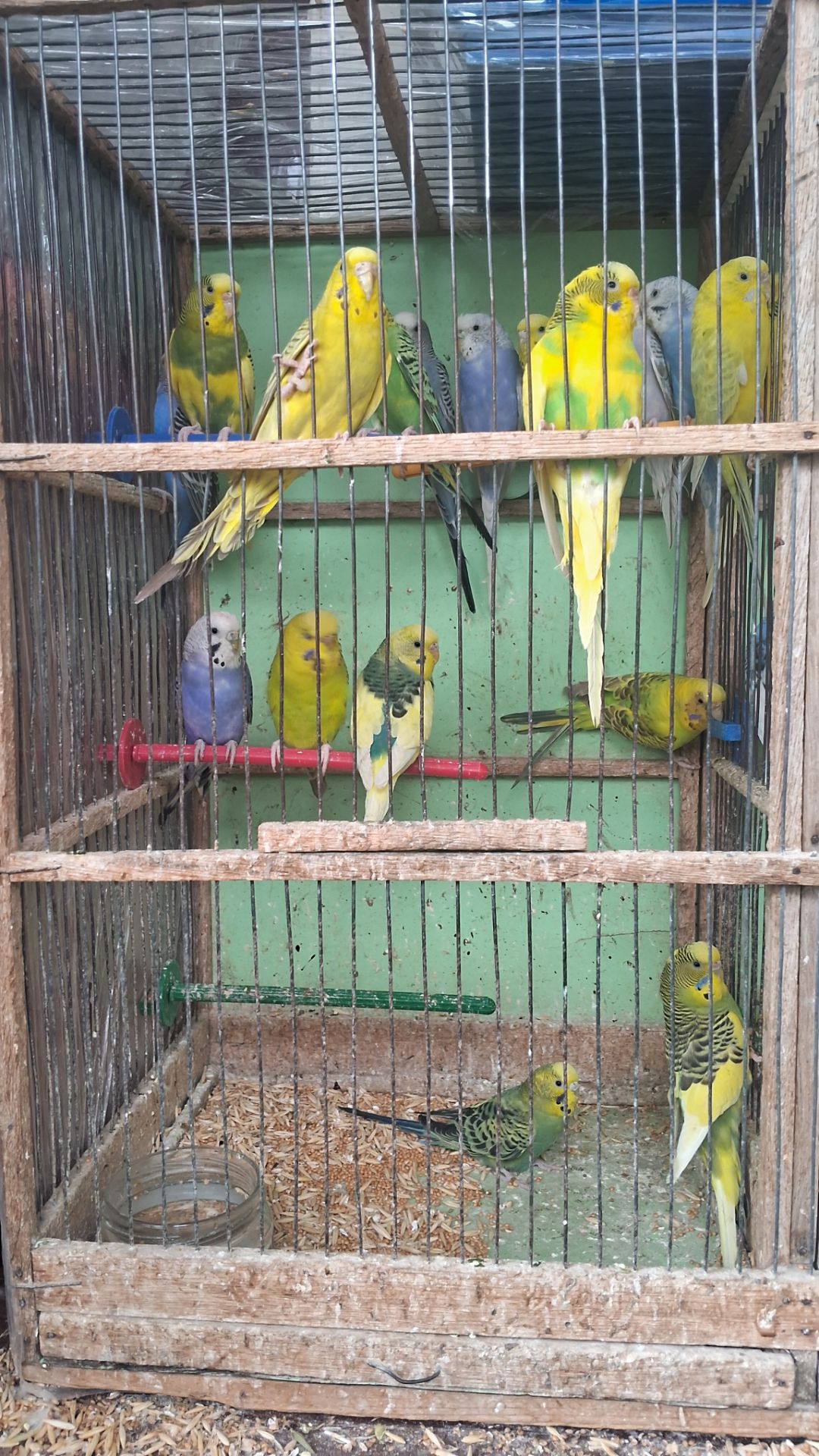 Волнистий попугай