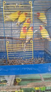 Нерозлучники