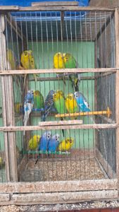 Волнистий попугай