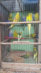 Волнистий попугай