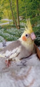 Пташеня корели Річі