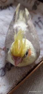 Пташеня корели Річі