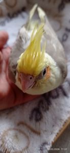 Пташеня корели Річі