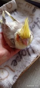 Пташеня корели Річі