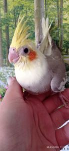 Пташеня корели Річі