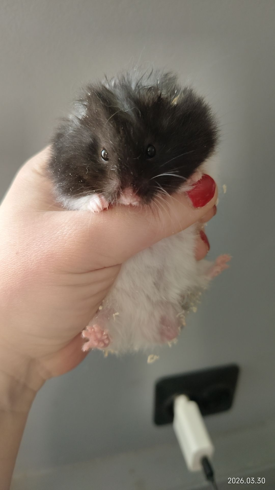 Сирийские хомяки Ангорский и Сириец