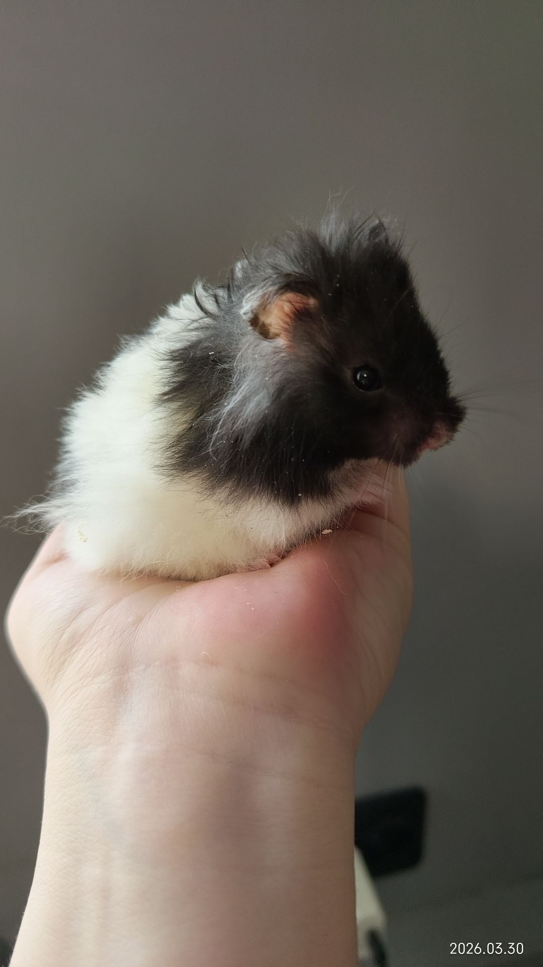 Сирийские хомяки Ангорский и Сириец