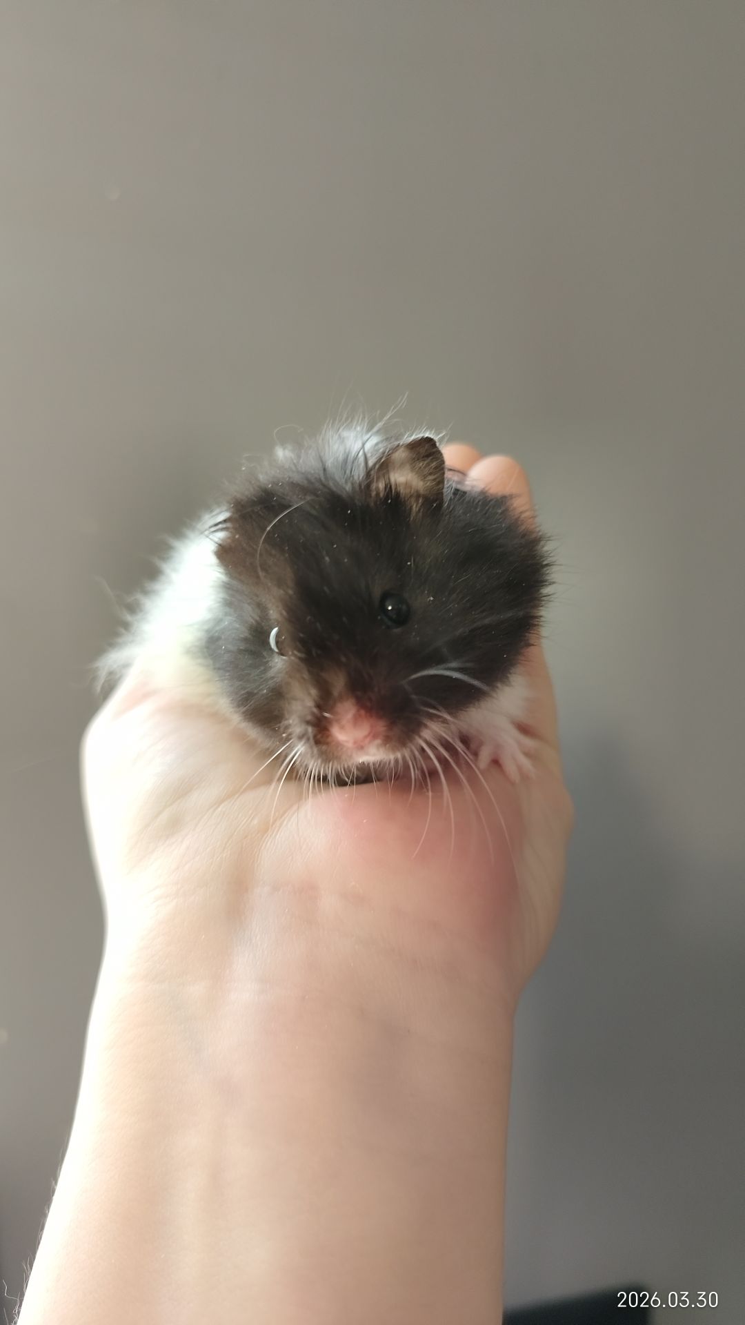 Сирийские хомяки Ангорский и Сириец