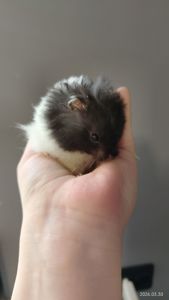 Сирийские хомяки Ангорский и Сириец