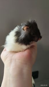 Сирийские хомяки Ангорский и Сириец